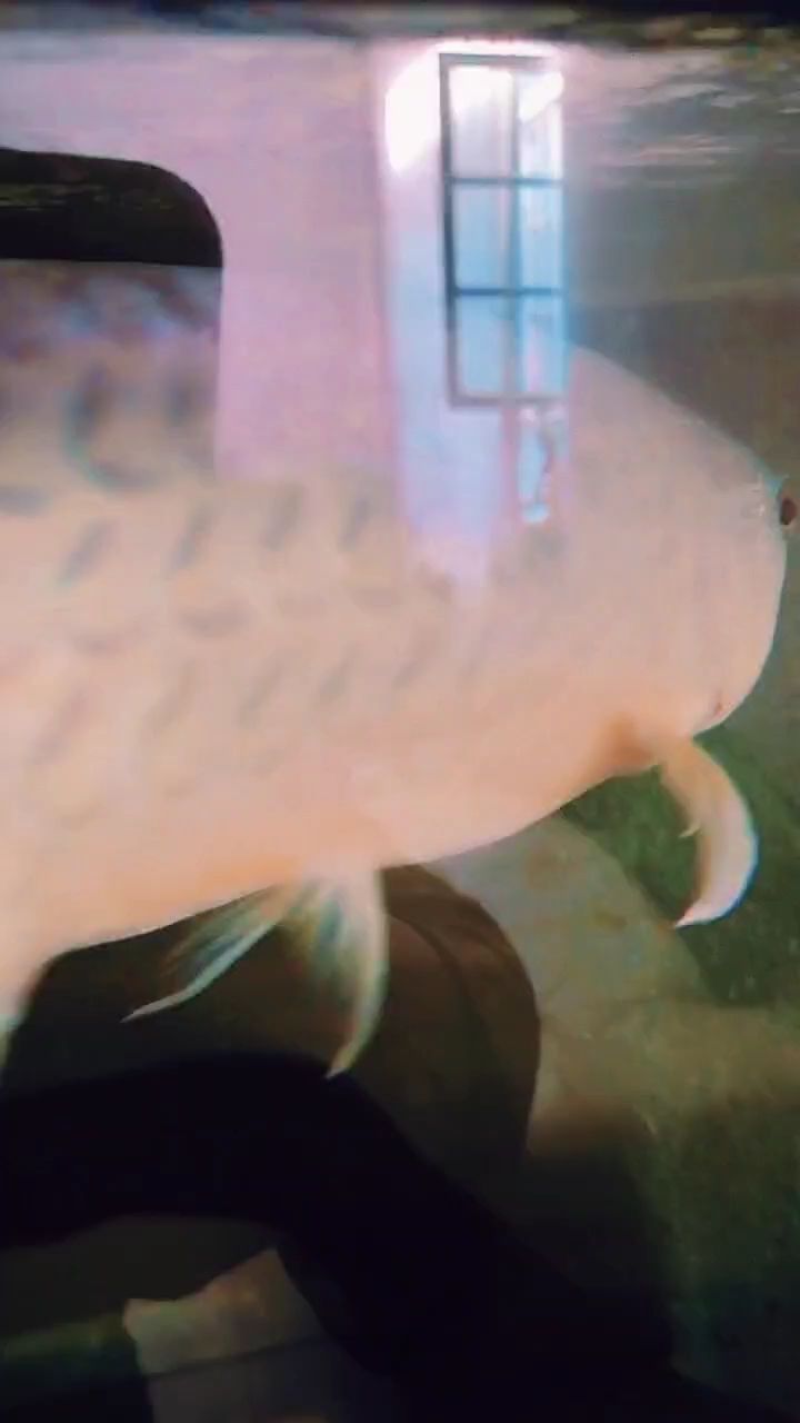 魚(yú)缸過(guò)濾器選購(gòu)指南:自制魚(yú)缸過(guò)濾器魚(yú)缸上置過(guò)濾器對(duì)于養(yǎng)魚(yú)愛(ài)好者的必備知識(shí) 自玩的圖騰竟然和紅龍配對(duì)成功還產(chǎn)卵了,這可咋整,沒(méi)這么玩的,啥都不懂啊, 龍魚(yú)論壇 自玩的圖騰竟然和紅龍配對(duì)成功還產(chǎn)卵了,這可咋整,沒(méi)這么玩的,啥都不懂啊, 自玩的圖騰竟然和紅龍配對(duì)成功還產(chǎn)卵了,這可咋整,沒(méi)這么玩的,啥都不懂啊, 龍魚(yú)論壇