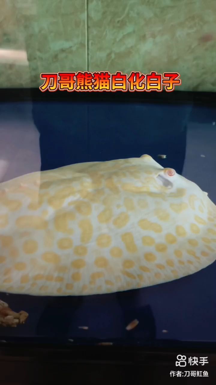 世界級白化熊貓白子種公國內僅此一條 世界級白化熊貓白子種公國內僅此一條 龍魚論壇