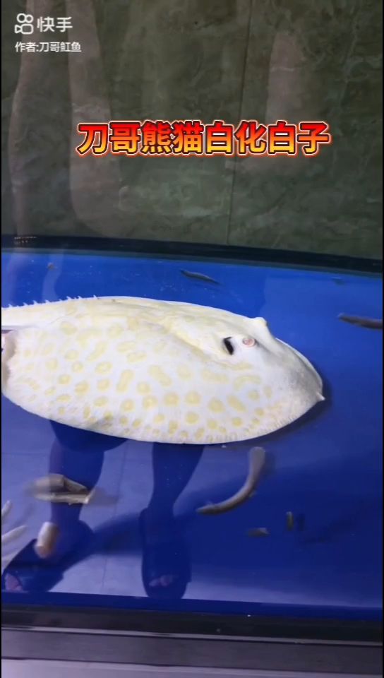刀哥白化熊貓白子