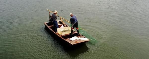 觀賞魚長途運輸后翻肚子怎么辦（觀賞魚翻肚子怎么辦） 觀賞魚長途運輸后翻肚子怎么辦（觀賞魚翻肚子怎么辦） 赤元素 第1張