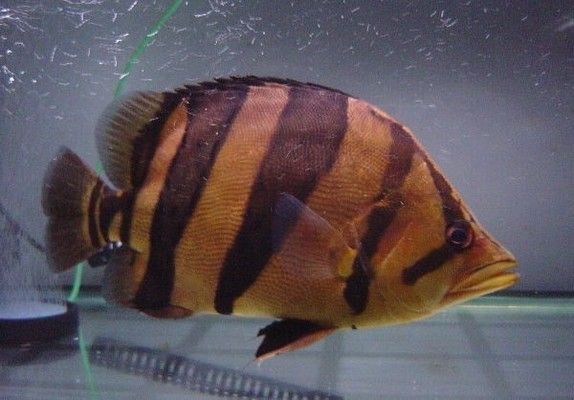 虎魚紋路遺傳特性探究，虎魚紋路與健康關(guān)系研究