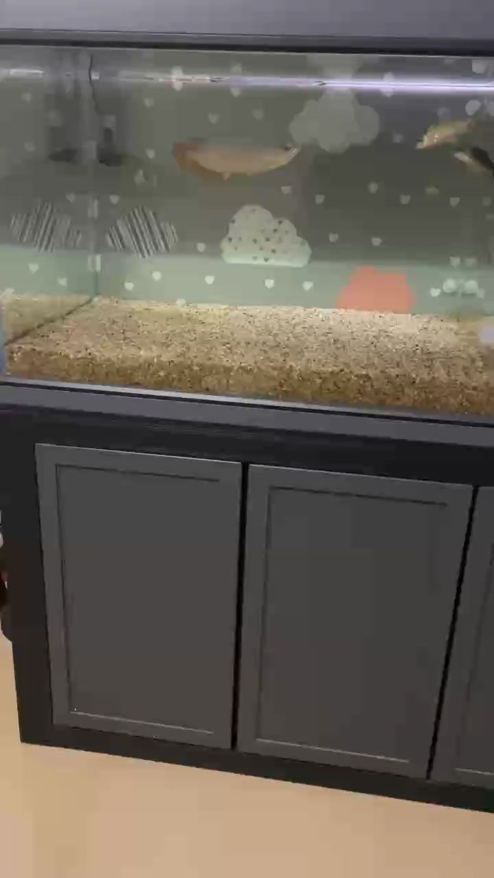 一金一紅 一金一紅 龍魚論壇