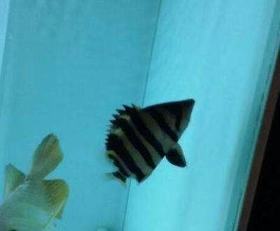 虎魚身上顏色一變就死了是什么病：虎魚的顏色變化可以反映出其健康狀況的關系
