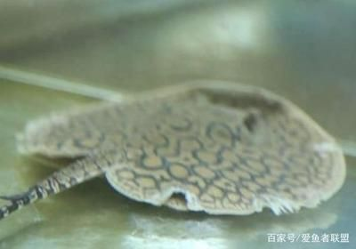 魟魚身上爛了怎么辦：\"魟魚身上爛了怎么辦\"魟魚身上爛了怎么辦 魟魚身上爛了怎么辦：\"魟魚身上爛了怎么辦\"魟魚身上爛了怎么辦 魟魚百科 第2張