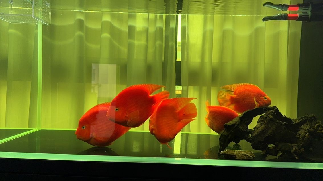 鸚鵡魚入缸2-3天拉紅褐色糞便求教 鸚鵡魚入缸2-3天拉紅褐色糞便求教 龍魚論壇