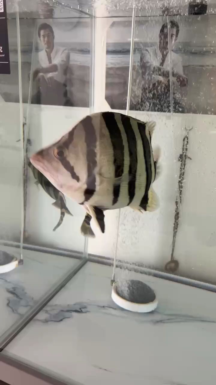 虎魚的狀態 虎魚的狀態 龍魚論壇