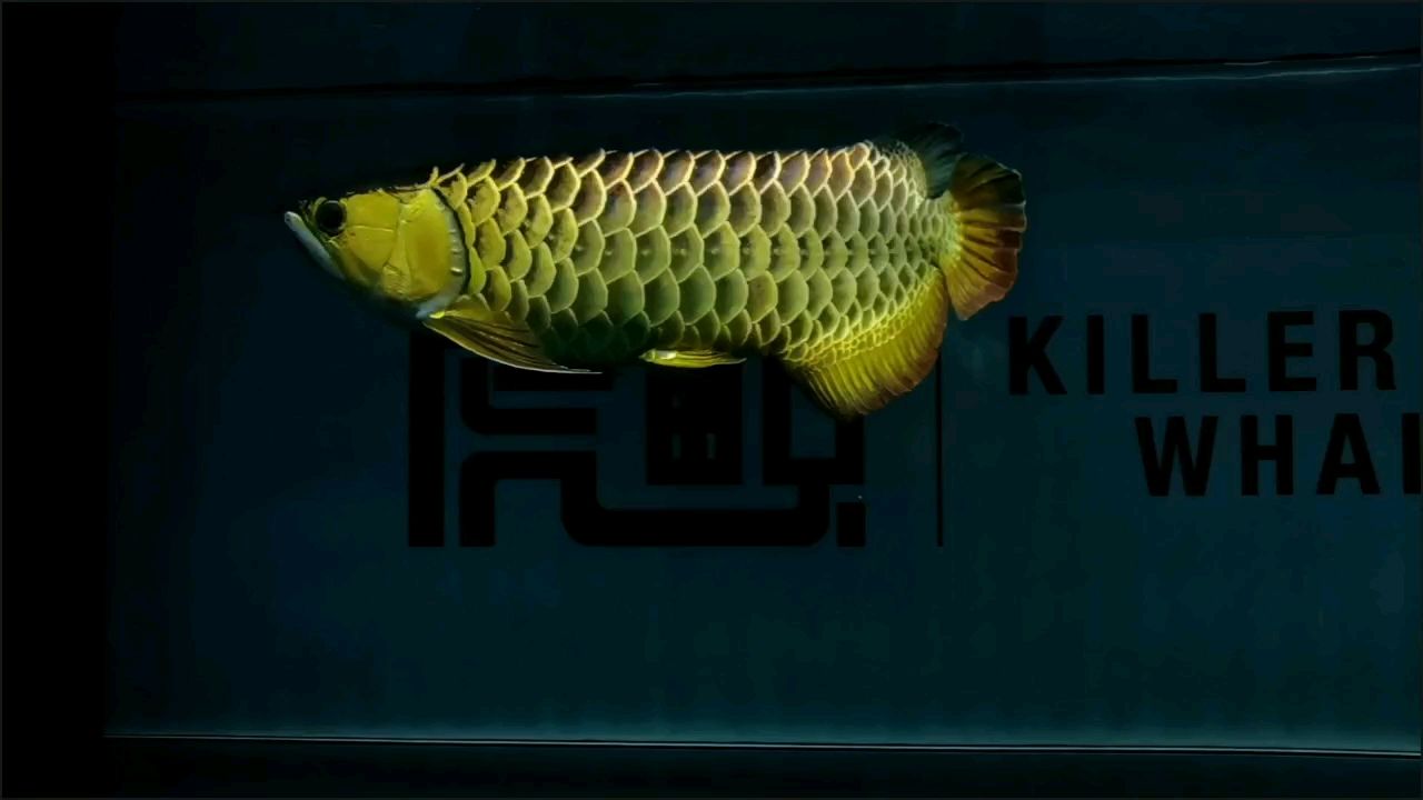 古典～昆侖 古典～昆侖 龍魚論壇 第1張