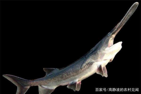 龍魚怎么開食最好：龍魚開食，開啟水族喂養的關鍵一步