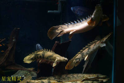 龍魚怎么混養的好看一點：龍魚混養美學，打造絢麗水族世界的秘訣