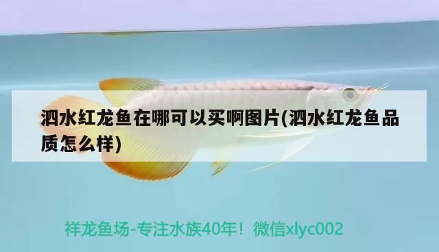 泗水紅龍魚在哪可以買啊圖片(泗水紅龍魚品質怎么樣) 泗水紅龍魚在哪可以買啊圖片(泗水紅龍魚品質怎么樣) 泗水龍魚