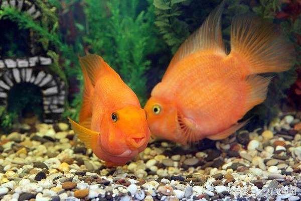 龍魚怎么發色好看圖片欣賞大全：龍魚發色之奧秘，探尋那一抹驚艷色彩