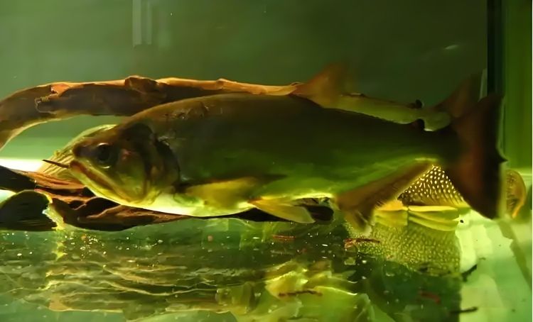 大尺寸巨暴魚 大尺寸巨暴魚 龍魚論壇