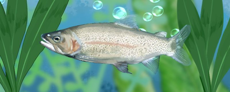 成都魚缸定制廠家有哪些品牌好的（成都魚缸廠家批發） 成都魚缸定制廠家有哪些品牌好的（成都魚缸廠家批發） 龍魚之家
