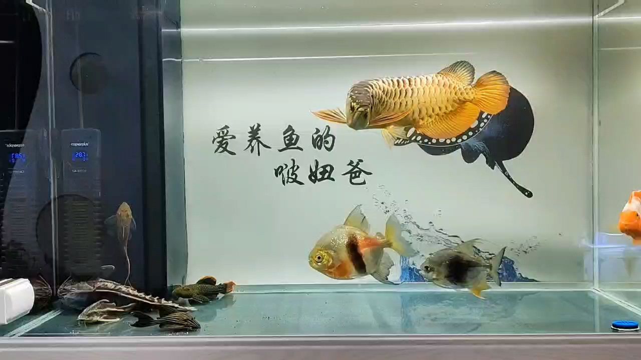 滿一年 滿一年 龍魚論壇