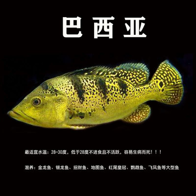 龍魚在魚缸下邊怎么回事兒啊視頻：龍魚沉底之謎，探尋水下精靈的異常行為