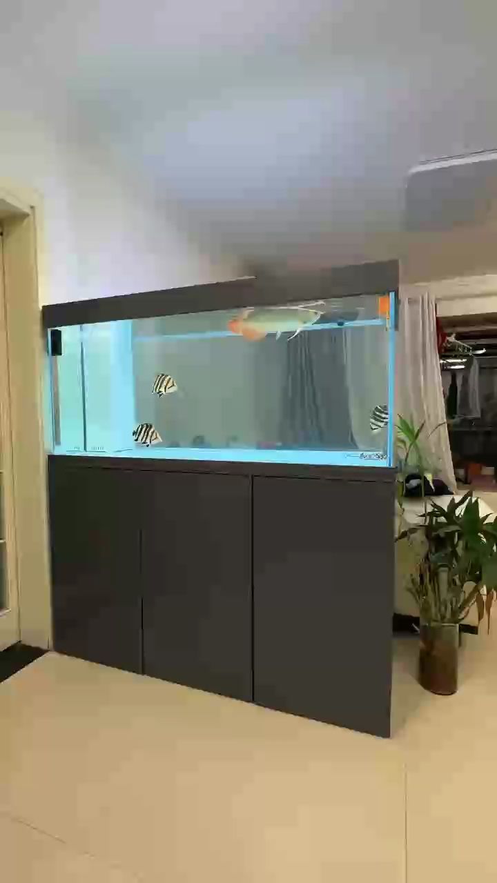 龍 虎 魟 混養才完美