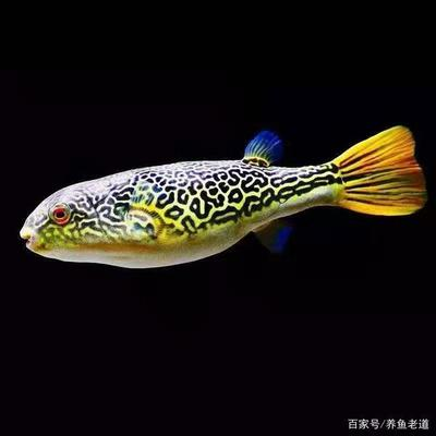 龍魚在小魚缸養(yǎng)會死嗎視頻：龍魚在小魚缸養(yǎng)會死嗎？探索養(yǎng)殖環(huán)境與龍魚生存的奧秘