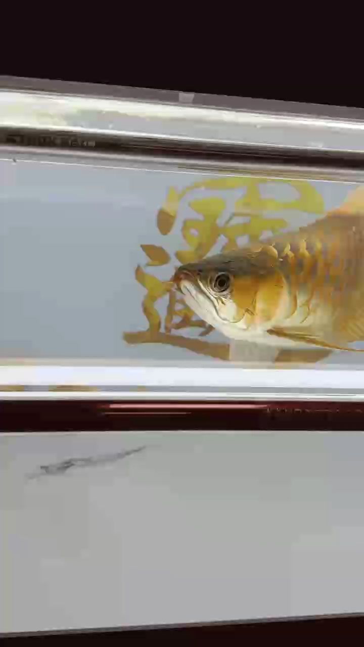有點效果了，剩下交給時間了 有點效果了，剩下交給時間了 龍魚論壇