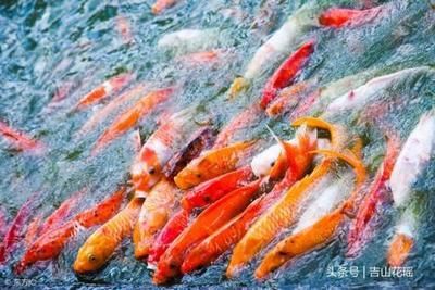 觀賞魚產業的發展前景（觀賞魚產業的發展前景是樂觀的） 觀賞魚產業的發展前景（觀賞魚產業的發展前景是樂觀的） 廣州孟吉爾 第1張