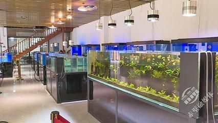 觀賞魚產業的發展前景（觀賞魚產業的發展前景是樂觀的） 觀賞魚產業的發展前景（觀賞魚產業的發展前景是樂觀的） 廣州孟吉爾 第2張