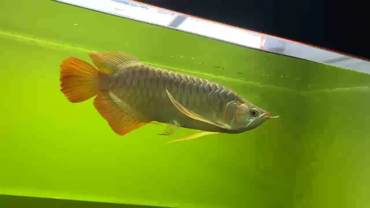 真真正正的天然寬、短體型紅龍魚???? 紅龍屆非常夸張鰭尾的一條個體存在?? #萬隆天王紅龍 #大湖魚 #龍魚