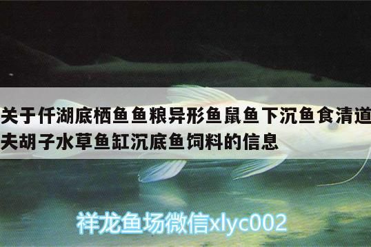 關于仟湖底棲魚魚糧異形魚鼠魚下沉魚食清道夫胡子水草魚缸沉底魚飼料的信息