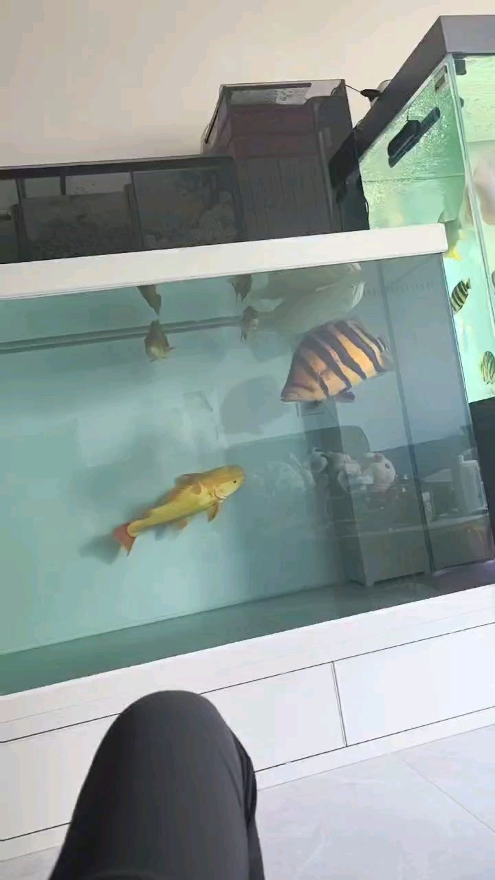 大缸里狀態確實好多了