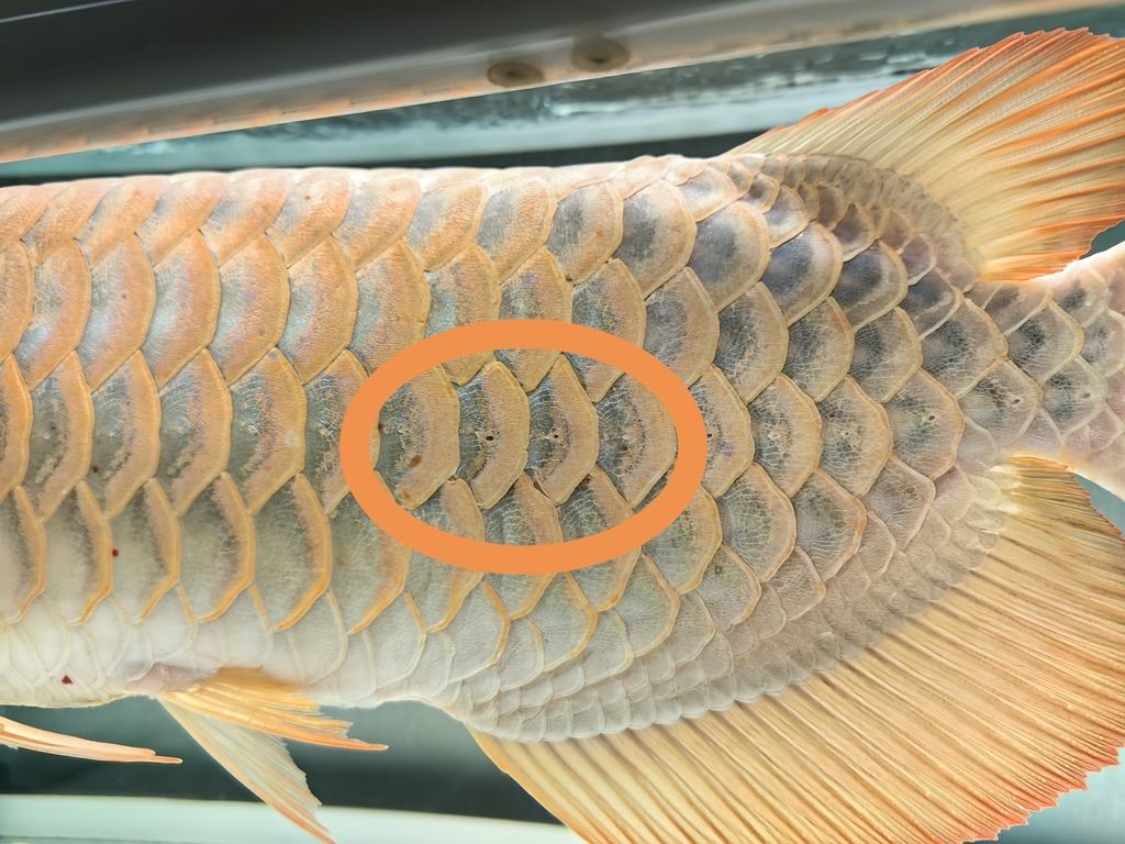 龍魚鱗片