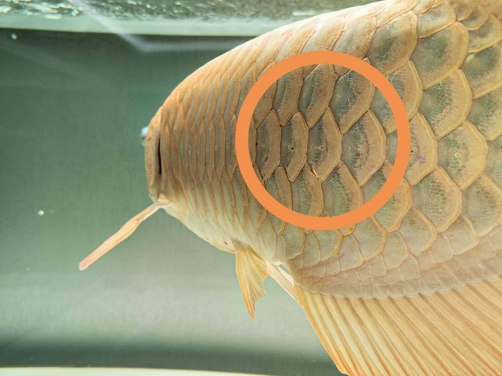 龍魚鱗片 龍魚鱗片 龍魚論壇 第4張