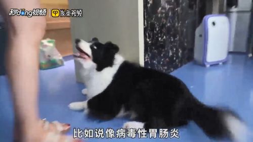 龍魚越養顏色越紅嗎為什么：探秘龍魚色彩之謎，真的會越養越紅嗎？