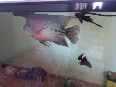 互動觀賞魚排行（地圖魚和地圖魚的區(qū)別） 互動觀賞魚排行（地圖魚和地圖魚的區(qū)別） 赤元素 第3張