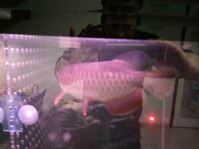 互動觀賞魚排行（地圖魚和地圖魚的區(qū)別） 互動觀賞魚排行（地圖魚和地圖魚的區(qū)別） 赤元素 第2張