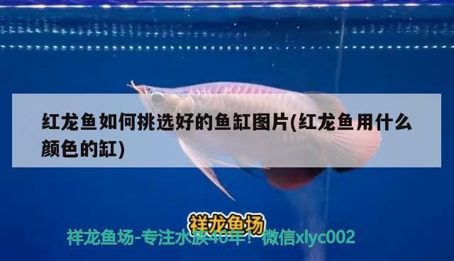 壁虎喜歡吃什么？