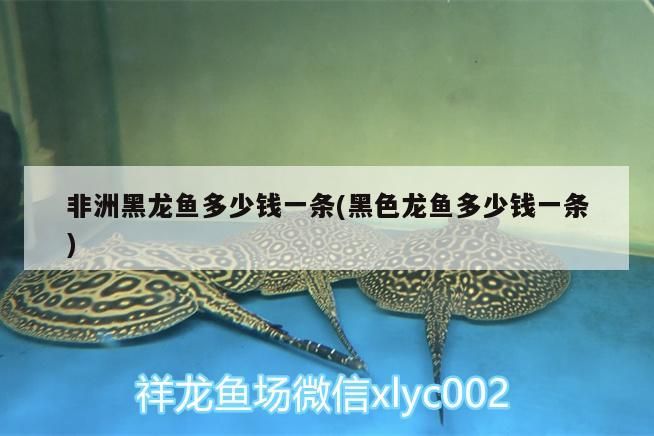 問下大神孟吉爾小孟和F1哪個好？ 問下大神孟吉爾小孟和F1哪個好？ 廣州孟吉爾 第1張