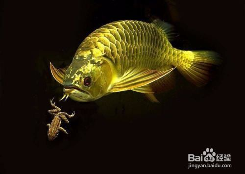 金龍魚適宜的水質(zhì)參數(shù)：金龍魚水質(zhì)調(diào)節(jié)技巧金龍魚適宜水溫維護方法 金龍魚適宜的水質(zhì)參數(shù)：金龍魚水質(zhì)調(diào)節(jié)技巧金龍魚適宜水溫維護方法 金龍魚百科 第5張
