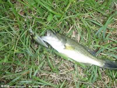 龍魚與什么魚混養(yǎng)好看一點(diǎn)呢：龍魚混養(yǎng)之美，探尋最佳搭配伙伴