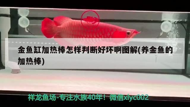 金魚缸加熱棒怎樣判斷好壞啊圖解(養(yǎng)金魚的加熱棒) 金魚缸加熱棒怎樣判斷好壞啊圖解(養(yǎng)金魚的加熱棒) iwish愛(ài)唯希品牌魚缸