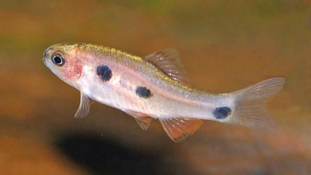 龍魚與發(fā)財魚混養(yǎng)能活嗎視頻：龍魚與發(fā)財魚混養(yǎng)，可行與否的深度探究