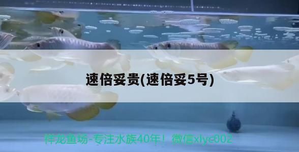 速倍妥貴(速倍妥5號)