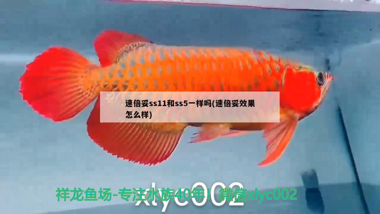 詳細(xì)閱讀:速倍妥ss11和ss5一樣嗎(速倍妥效果怎么樣) 速倍妥ss11和ss5一樣嗎(速倍妥效果怎么樣)