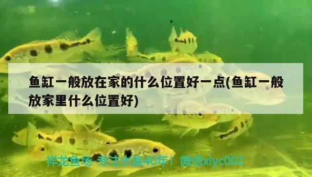 魚缸一般放在家的什么位置好一點(魚缸一般放家里什么位置好) 魚缸一般放在家的什么位置好一點(魚缸一般放家里什么位置好) 觀賞魚百科