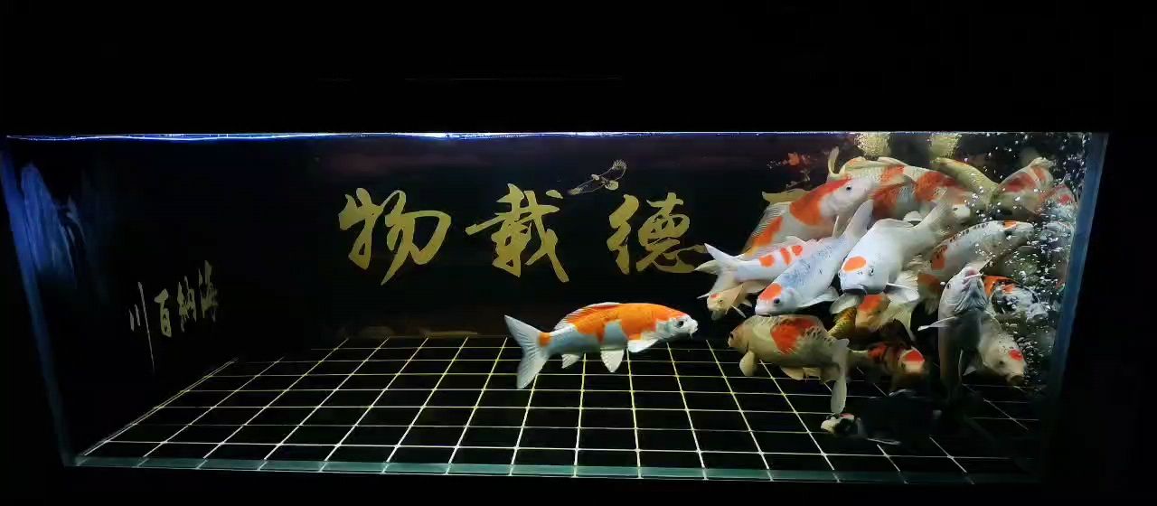 記錄一下。 記錄一下。 龍魚論壇