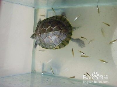 龍魚(yú)魚(yú)苗十厘米多少錢(qián)一條：探尋龍魚(yú)魚(yú)苗十厘米的價(jià)格奧秘