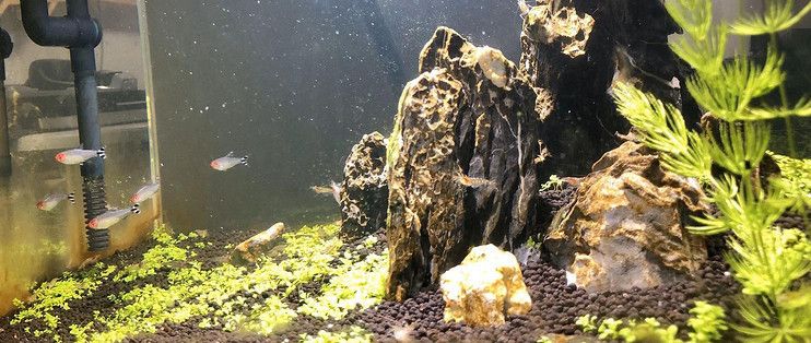 龍魚魚苗批發價格表大全：龍魚魚苗批發價格表，市場行情與選購要點深度剖析