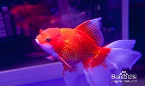 龍魚魚苗多大能繁殖了呢：龍魚魚苗成長至繁殖期的奧秘