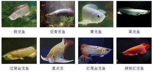 星點金龍魚幼魚飼料選擇指南：星點金龍魚幼魚飼料營養搭配