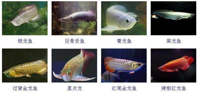 星點金龍魚幼魚飼料選擇指南：星點金龍魚幼魚飼料營養搭配