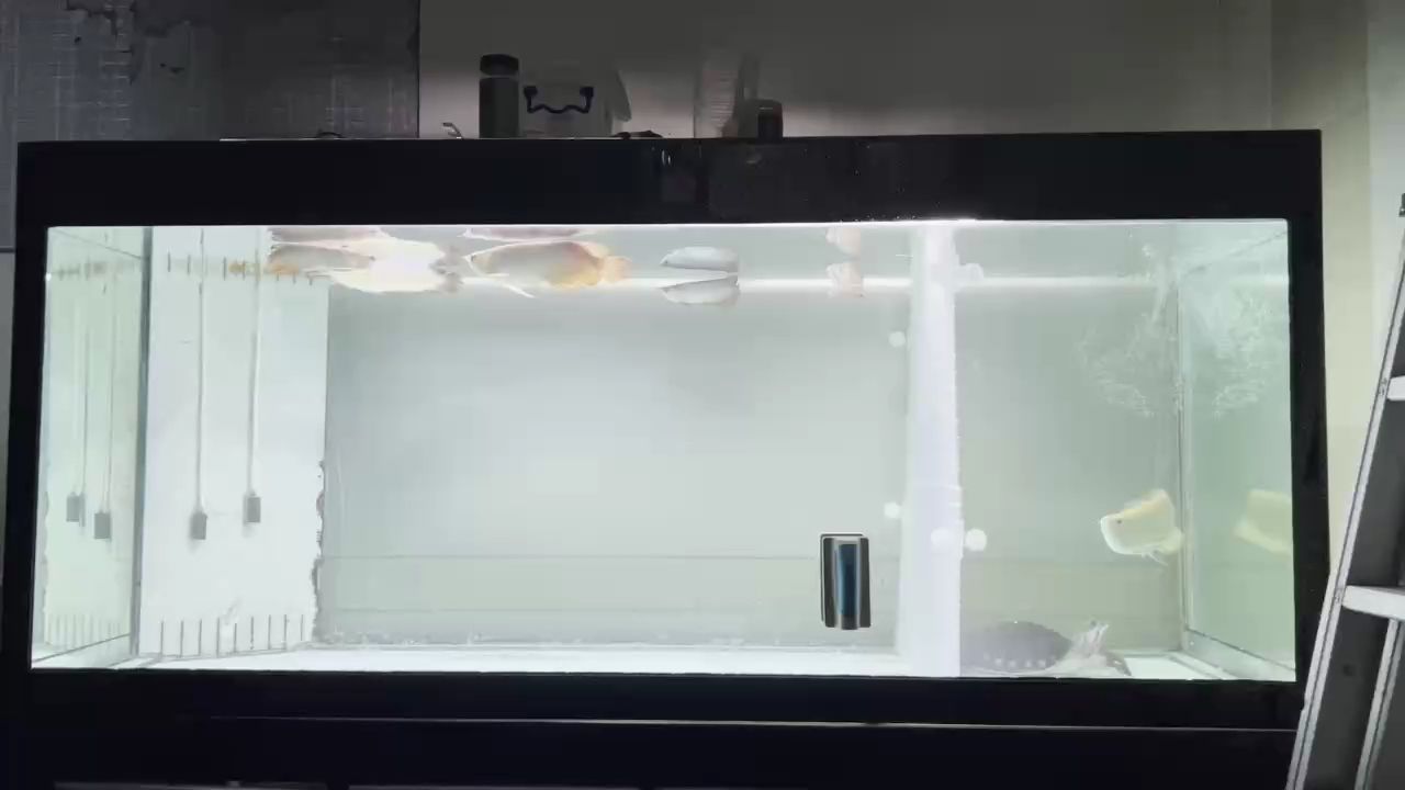 飯后魚兒的休閑時光[aini] 飯后魚兒的休閑時光[aini] 龍魚論壇