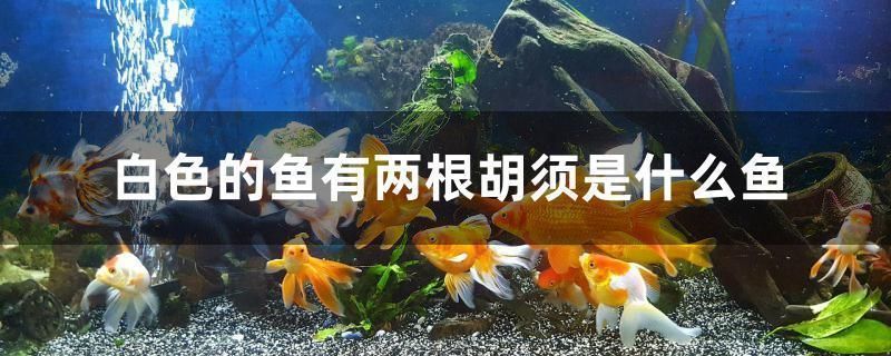 龍魚魚鱗潰爛了怎么治療圖片大全：龍魚魚鱗潰爛的救治指南，原因剖析與治療全攻略