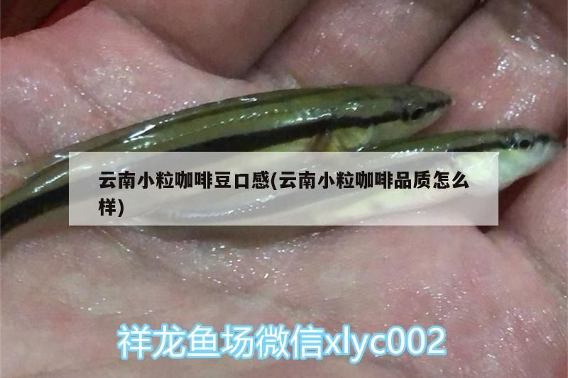 云南小粒咖啡豆口感(云南小粒咖啡品質怎么樣)